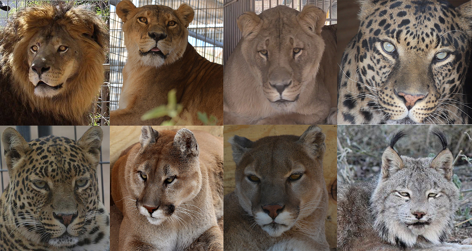 Keeper of the Wild gets outstanding charity rating, 8 new cats Kingman Daily Miner Kingman, AZ