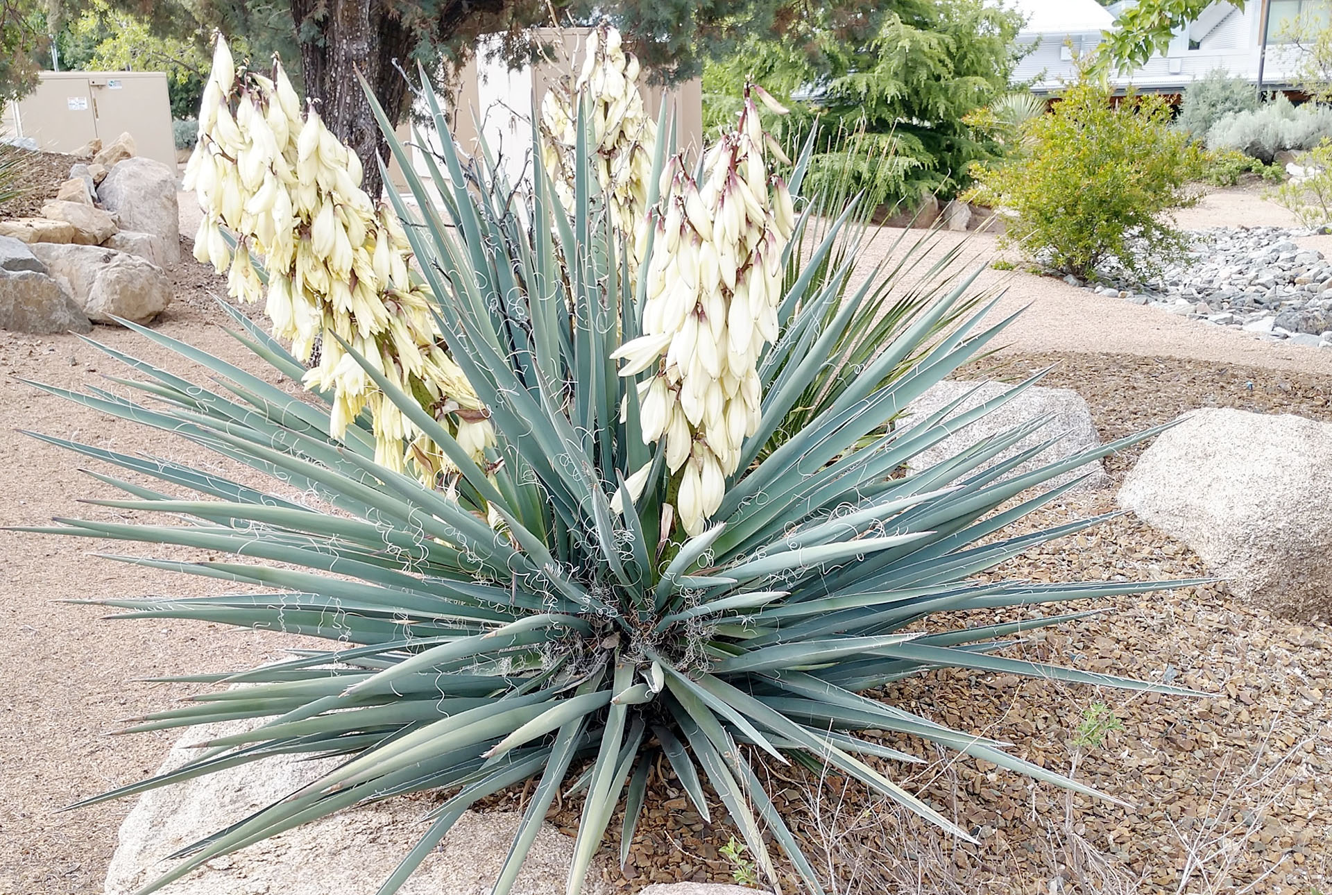 Yucca Neomexicana
