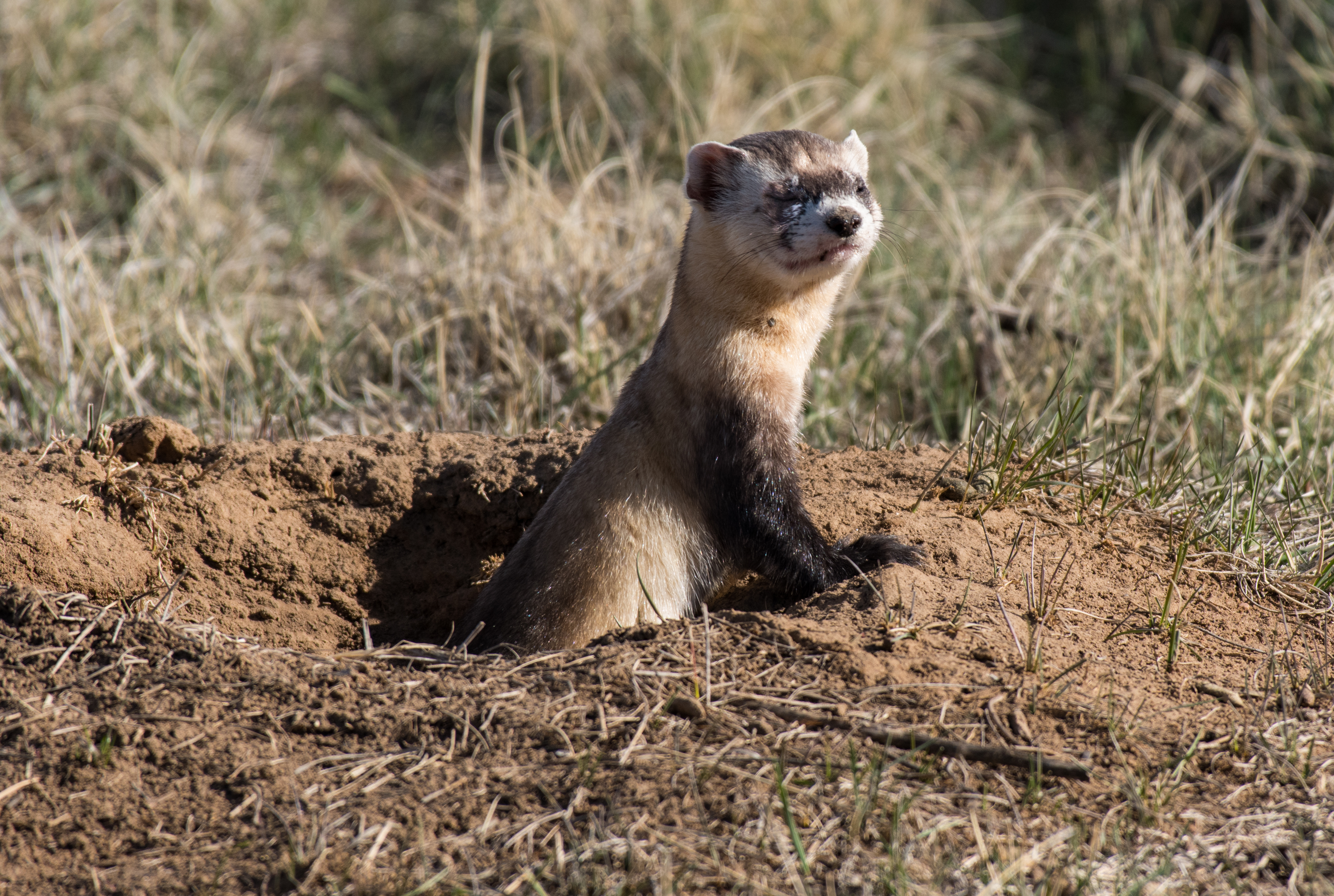 Help sought for biannual spotlighting blackfooted ferrets Help sought for biannual spotlighting blackfooted ferrets