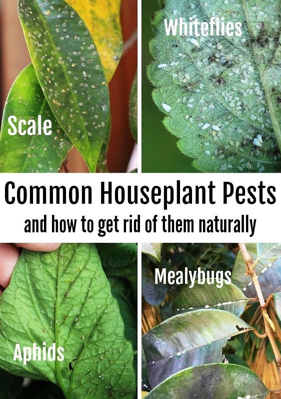 7 worst houseplant pests, how to fight back | The Daily Courier