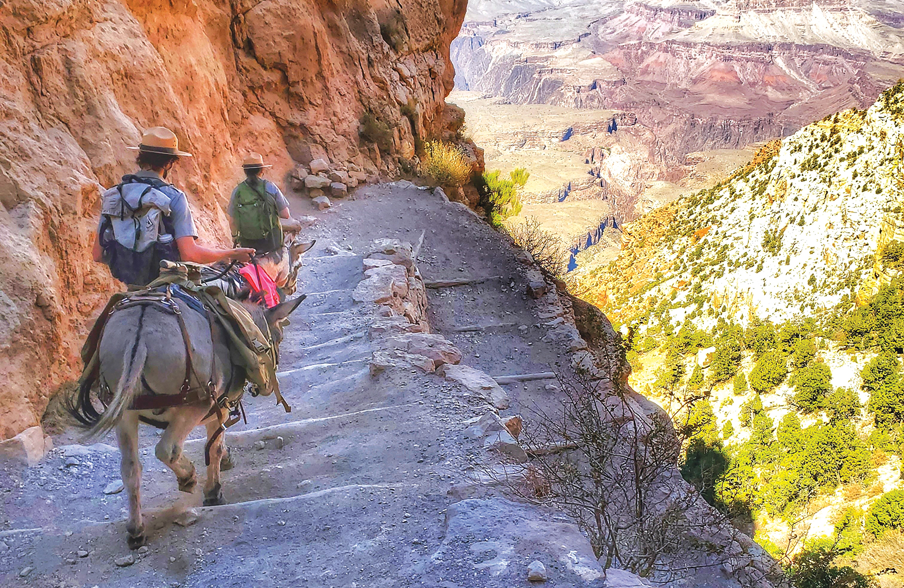 Return of the burro Grand Canyon rangers run with racing burros