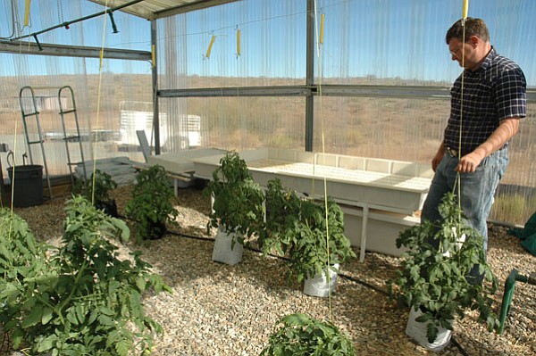 BB/CCN Photo/Bruce Colbert<br>
Ross Dilts, Mayer Junior/Senior High School’s new agriculture teacher and FFA advisor,   grows tomatoes using a modified hydroponics system in the school’s greenhouse. Dilts and students are overhauling the ag campus including digging a fish pond.