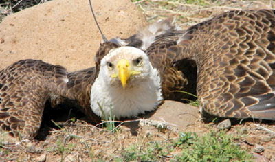 AZ Game & Fish tracking bald eagles around the state