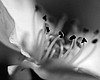 Tease photo