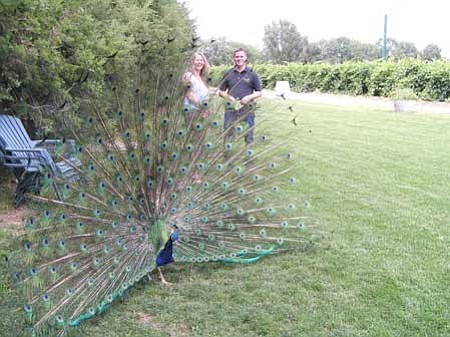 Review/
Salina Sialega
A peacock displays its colorful tail feathers Friday at Granite Creek Vineyards in Chino Valley while owner Robin Hoult, back left, and Chino Valley Chamber Board President Charlie Arnold discuss the board's retreat tour coming up Saturday. The board tour will climax its shuttle tour of local businesses with the vineyards, which Arnold calls one of the "jewels" of Chino Valley. Fields of grapes are in the far background. The vineyards' Summer Saturday Music & Picnic Series is each Friday, Saturday and Sunday, 1-5 p.m., 2515 N. Road 1 East. 
Call 636-2203.