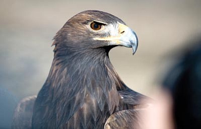Les Stukenberg/The Daily Courier<br>
Magnum, a rescued Golden Eagle, looks around as the Arizona Game and Fish Department prepares to release him and two other Golden Eagles.