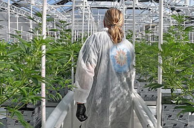 A worker checks on the marijuana plants growing inside Al Abram's greenhouse on Road 1 East. It is one of three active marijuana cultivation facilities in Chino Valley. (Matt Hinshaw/PNI)