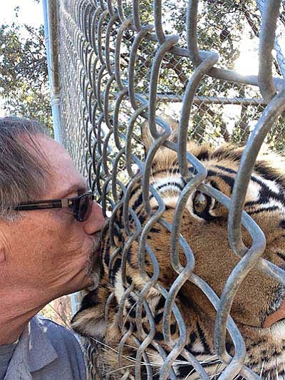 Wayne Fisher gives Cassie, a Bengal tiger, a kiss. Fisher works at Heritage Park Zoo. (Courtesy photo)