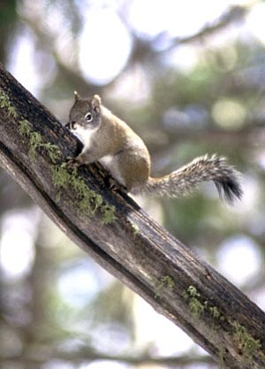 AG&FD/George Andrejko<br>
Endangered Mt. Graham squirrels are increasing in numbers, but scientists remain concerned about them.





