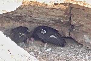 Courtesy AG&FD<br>
Condors are seen in their Grand Canyon nest.
