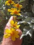 Mystery Plant: Sunflower Family, small shrub, common in disturbed areas.  Common name comes from the brittle nature of the stems, especially in the drier months of summer.