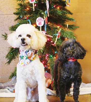 Courtesy photo<br>Fiesta is a delightful 3-year-old white miniature poodle who gets along with other dogs and kids and is housebroken. Amy is a sweet 6-year-old black toy poodle who is housebroken and is good with other dogs and cats. She is OK with older children, but would do best in a quieter home. Both dogs are available for adoption on Saturday at 10:30 a.m. If more than one person is interested in an animal, a silent auction will be held.