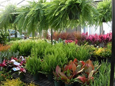 Courtesy photo<br>Indoor plants create healthy living environments.
