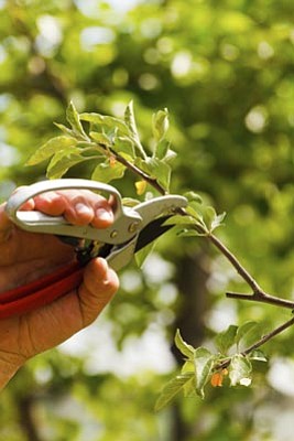 Courtesy photo<br>Plants will grow their way out of any pruning mistakes.

