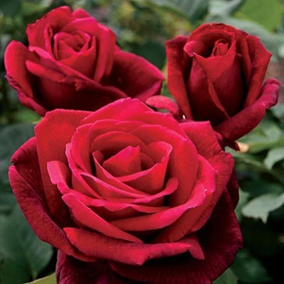 Courtesy photo<br>With its provocatively red blossoms and an awesomely intense fragrance, local gardens embrace the Mr. Lincoln rose.