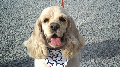 Paradise is a purebred cocker spaniel rescued as a stray in Prescott Valley. He is 5 years old, super-friendly and high-energy. He is good with other dogs and older children. Paradise is available for auction this 10:30 a.m. Saturday, Feb. 25, at YHS, 1625 Sundog Ranch Road.