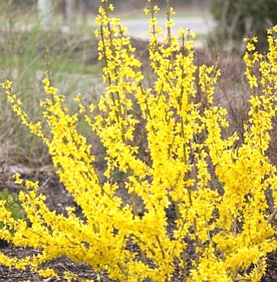 Courtesy photo<br /><br /><!-- 1upcrlf2 -->The show-off forsythia is a new variety that delivers bigger, almost neon yellow flowers without pruning!