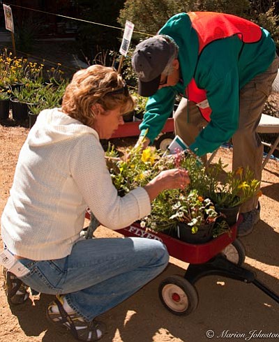 Courtesy HCNH<br>Saturday’s Grow Native! plant sale features a wide variety of native plants at low prices.