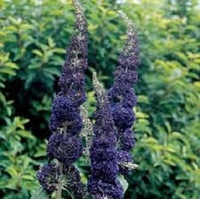 Courtesy photo<br>The Adonis Blue English butterfly bush, with rich purple flowers on a bush that only grows hip-high, is new this planting season.