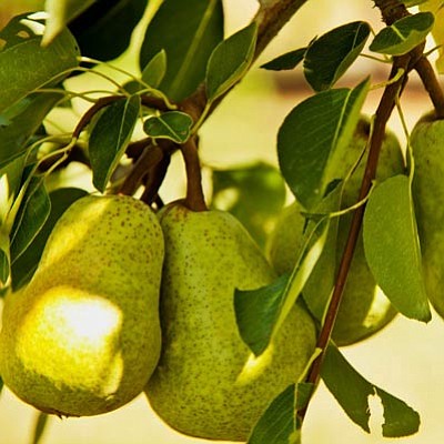 Courtesy photo<br>
The mountain strain of Bartlett pear produces fruit more reliably than apricot, cherry, peach and nectarine trees combined.