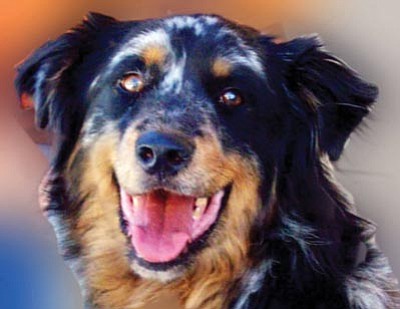 Mary Bell/Courtesy photo<br>
Sol is a 4-year-old neutered Australian shepherd rescued from a foreclosed home, abandoned and left two weeks without food and only toilet water to drink – and no air conditioning. A survivor, Sol recovered remarkably from a state of severe dehydration and depression, unable to even walk. Today Sol is a happy boy with a tender heart who will lean in for attention and petting. A home with older, respectful children and possibly another pet could be a good match for him. You are invited to visit YHS for a meet and greet with his handsome guy. 
