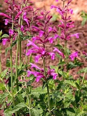 Courtesy<br>Heatwave hyssop has a spicy licorice-scented foliage that attracts humans and hummers.
