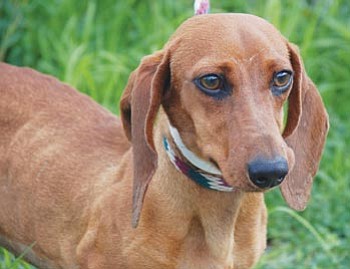 Courtesy photo<br>
Holli is a 2-year-old female dachshund rescued by YHS. Weighing in at 12 pounds, she is sweet and social with all people and likes nothing more than to sit on your lap or be held. She would probably be okay around other polite dogs her size. There is considerable interest in Holli, who will be available for adoption by silent auction at 11:30 a.m. Saturday, Aug. 11, at YHS, 1625 Sundog Ranch Road, Prescott.