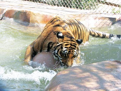 Courtesy HPZS<br>Tigers enjoy getting Wet & Wild at the Heritage Park Zoological Sanctuary, too.