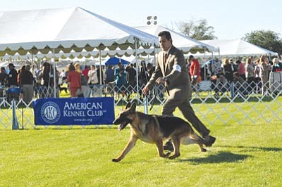 Heidi Dahms Foster/Courtesy photo<BR>
A handler gaits his German Shepherd for the judge at the 2011 PAKC dog show in Chino Valley. Below, a handler shares a close moment with her Irish Setter.
