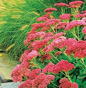 Courtesy<br>With its sizzling pink flowers that age to copper red, Autumn Joy Sedum is striking whether in rock gardens or porch pots.