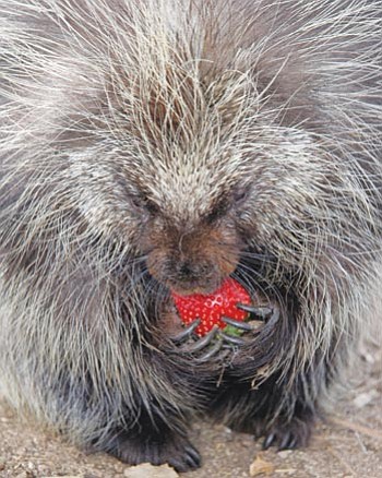 Courtesy photo<br>
North American porcupine Ms. Quilber of the Heritage Park Zoological Sancturary loves strawberries, avocados, bananas, corn on the cob and sweet potatoes, but her favorite food is rose petals.

