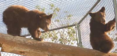 Joanna Dodder/The Daily Courier<br>
Two bear cubs new to the Heritage Park Zoological Sanctuary climb on logs Friday, about an hour after being released into a public enclosure.
The sanctuary’s other new resident, a female Mexican gray wolf, below, hangs out in the indoors section of her temporary enclosure, shortly before joining resident wolf Imado in the neighboring enclosure.
