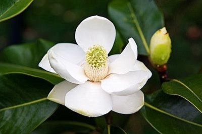 Courtesy<br>The Alta Southern is a mountain hardy magnolia with huge glossy leaves and impressive summer flowers.