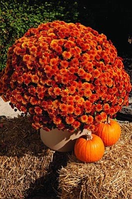 Column Autumn Mums Spark Seasonal Garden Transition The