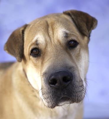 James Bethanis/Courtesy photo<br>Jake, a 3-year-old male Chinese Shar-Pei/Labrador retriever mix, has a distinctively handsome look about him and a charming character to match! This very friendly guy would love to expand his skill and obedience set. Other pets could be nice buddies for Jake after suitable introductions. He loves to be petted and adores you right back with his pleasing wagging tail and easy-going manner.