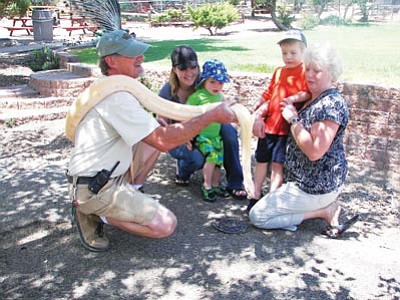 Courtesy HPZS<br>Heritage Park Zoological Sanctuary visitors get to pet Amarillo the python. Below, Amarillo enjoys some cool grass.
