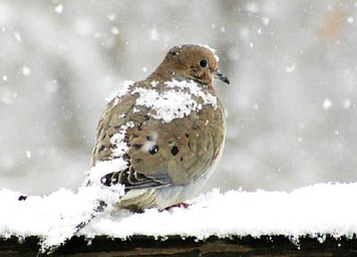 Courtesy photo<br /><br /><!-- 1upcrlf2 -->A mourning dove sits in the snow.