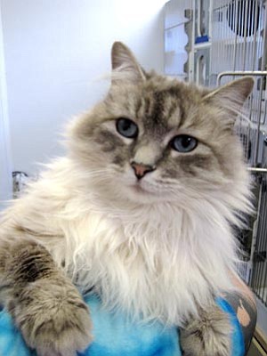 Courtesy photo<br>Toodie is a 5-year-old female gray longhair who likes to be brushed and cuddled. She gets along with other cats. Toodie is eligible for the Seniors for Seniors program, which waives her adoption donation for adopters over 59. This blue-eyed girl is available at YHS today!