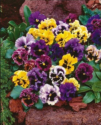 Courtesy photo<br>With its fragrant, sassily ruffled blossoms there is nothing shy or retiring about “Flirty Skirts Pansy.”

