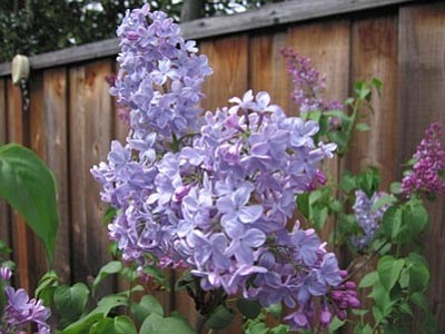 Courtesy photo<br>With its brightly scented sky-blue flowers, Blue Skies Lilac is superior to our grandmothers’ old-fashioned lilacs.
