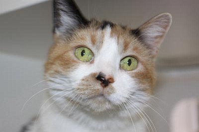 Courtesy photo<br>Viola is an independent 4-year-old Calico who would make a wonderful companion in a quiet home with no kids or other pets. She is available at YHS today.
