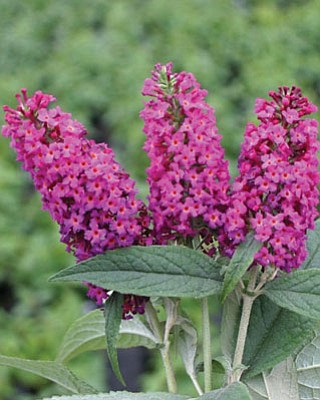 Courtesy photo<br>
A miniature butterfly bush is a colorful, refreshing addition to any landscape.


