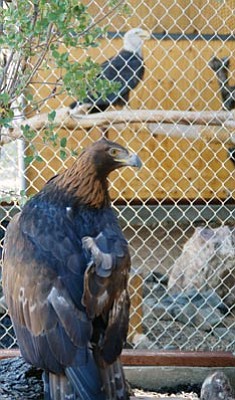 Patrick Whitehurst/The Daily Courier<br>Two eagles, both new additions to the Heritage Park Zoological Sanctuary, were introduced to their new habitats Friday,. Both birds were rehabilitated following injuries that left them unable to survive on their own.