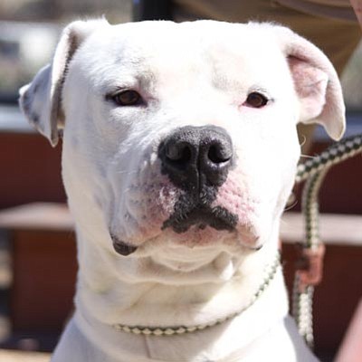 Courtesy<br>Boulder is a true pit-bull ambassador, exemplifying the best qualities of the breed. He is 3 years old and is intelligent and friendly. He will need a little leash training, which will be easy due to his strong desire to please. He is available for adoption today.