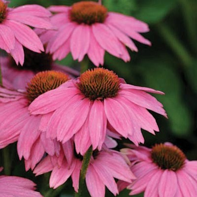 Courtesy photo<br>Pow Wow Wildberry Echinacea is a firewise plant that blooms enthusiastically in the heat of summer.
