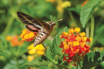 Courtesy photo<br>
Sphinx moths lay eggs that evolve into green-horned tomato worms.