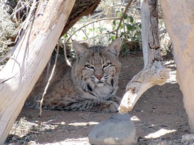 Courtesy photo<br>
The Heritage Park Zoological Sanctuary has two pair of bobcats. These animals are the most common wild cats in North America.