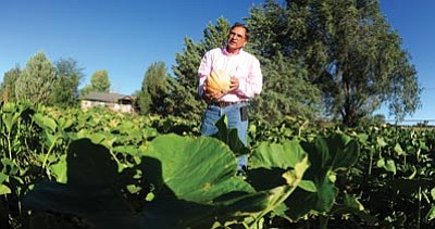 Les Stukenberg/The Daily Courier<br>
Norm Freeman, owner of Freeman Farms in Chino Valley, is growing natural hybrid pink pumpkins to help raise money for breast cancer research.