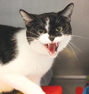Courtesy<br>Jay is a neutered Barn Cat. Not a feral, but not exactly a pet either, Jay is ideal for solving your rodent problems and is hoping you’ll put him to work. Contact YHS at 445-2666 for more information on Jay.