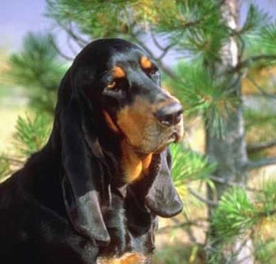 Courtesy photo<br>Black and Tan Coonhound
